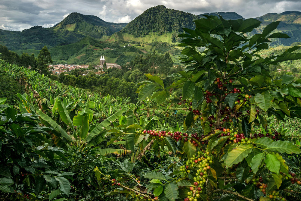Get to know Colombian coffee