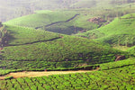 Coffee Growing Regions in Africa